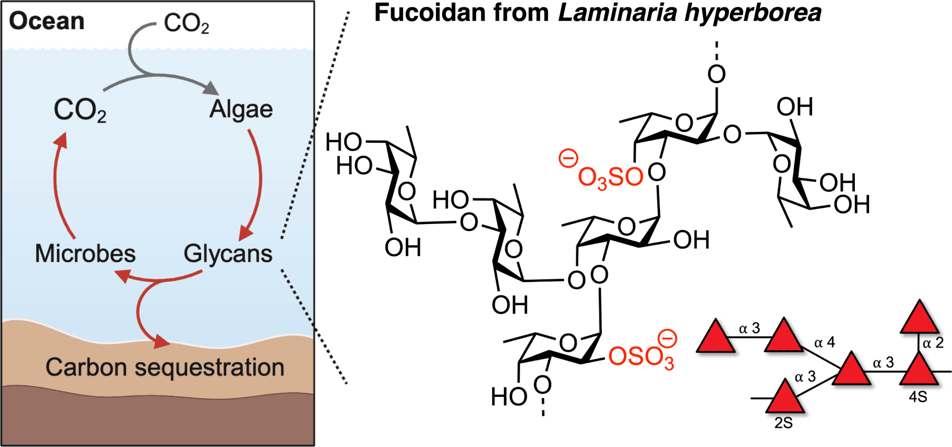 marine carbon secuestration