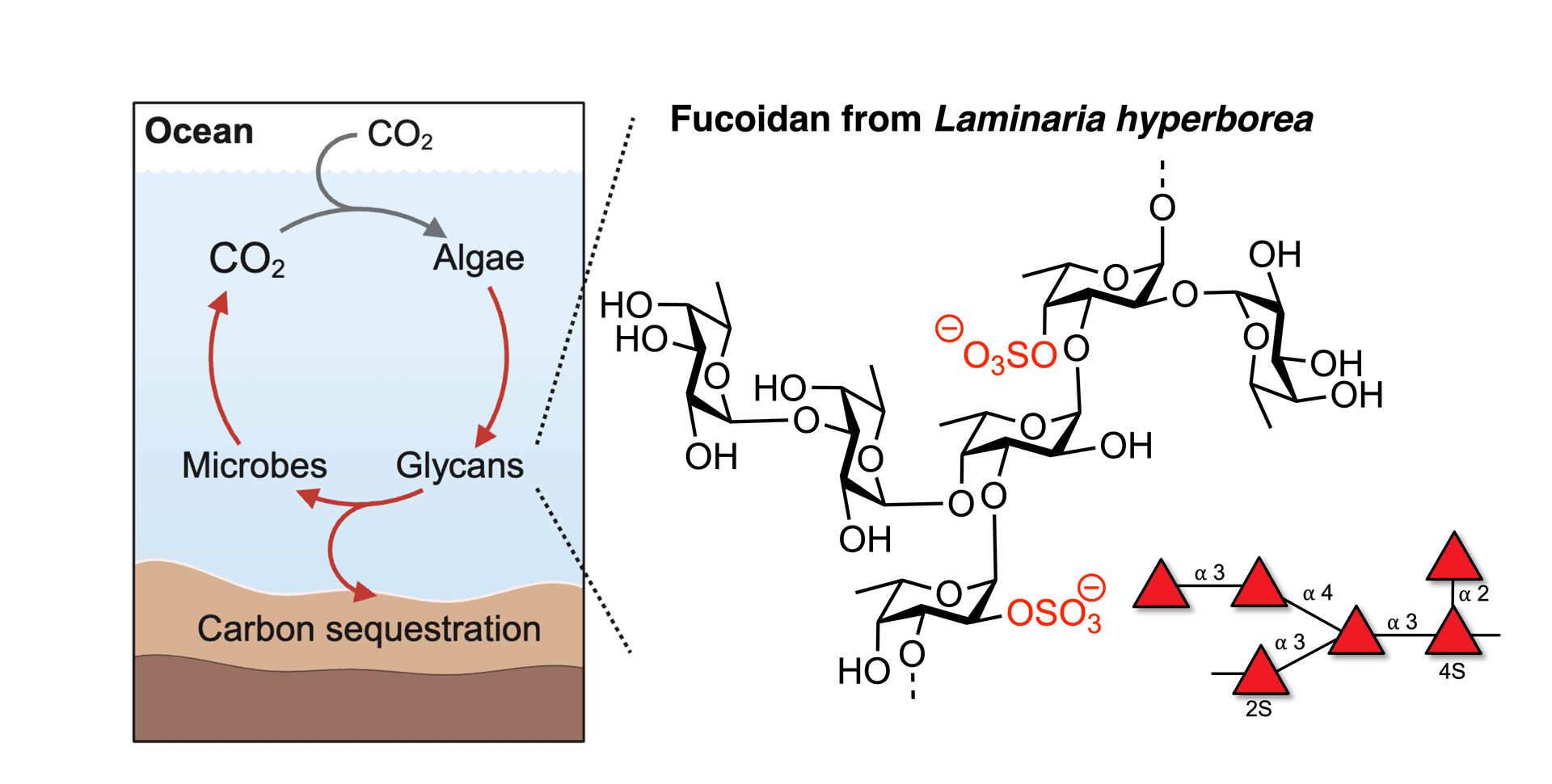 marine secuestration